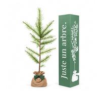 Juste un arbre - Mélèze d’Europe - Larix decidua - Conifère Caduc au Feuillage Vert et Jaune Doré - Arbre Rustique d’Extérieur pour Jardin - Cadeau Vivant Symbolique