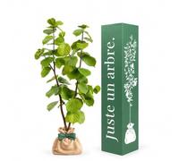 Juste un arbre - Noisetier Commun - Corylus avellana - Noisetier à Fruits - Arbuste Fruitier Rustique à Noisettes - Arbre d’Extérieur pour Jardin - Cadeau Vivant Symbolique