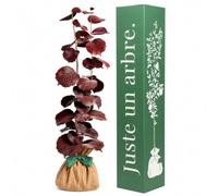 Juste un arbre - Noisetier Pourpre - Corylus maxima Purpurea - Arbuste Fruitier à Feuillage Pourpre - Noisettes Comestibles - Plante Rustique d’Extérieur pour Jardin et Haie - Cadeau Vivant