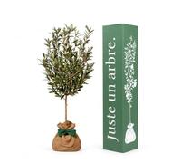 Juste un arbre - Olivier - Olea europaea - Arbre Méditerranéen au Feuillage Persistant Argenté - Arbre Fruitier d’Extérieur pour Jardin, Terrasse et Balcon - Cadeau Vivant