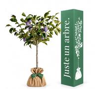 Juste un arbre - Prunier Quetsche d’Alsace - Prunus domestica - Arbre Fruitier à Prunes Bleues Violettes - Prunier Rustique et Productif - Arbre Extérieur pour Jardin - Cadeau Vivant
