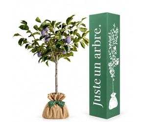 Juste un arbre - Prunier Quetsche d’Alsace - Prunus domestica - Arbre Fruitier à Prunes Bleues Violettes - Prunier Rustique et Productif - Arbre Extérieur pour Jardin - Cadeau Vivant
