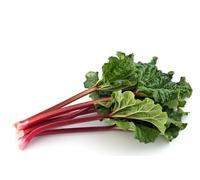 JustSeed - graines de rhubarbe Victoria 120 graines de