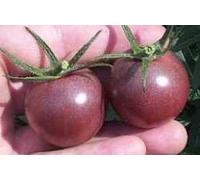 JustSeed - graines de tomate Graines de cerise noire 25