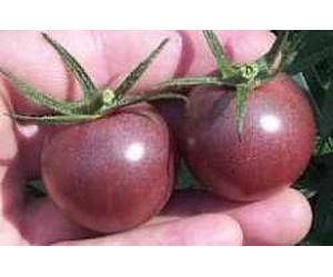 JustSeed - graines de tomate Graines de cerise noire 25