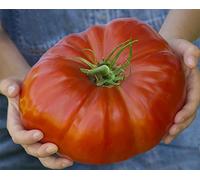 Justseed Legumes Tomate Gigantomo 10 graines