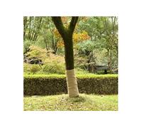 Jute rol 200 g/mÂ² 1x5 m 100% jute155800