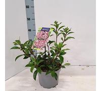 Kalmia lat. « Bandeau » - Laurier des montagnes | 25-30 cm en pot