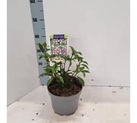 Kalmia lat. « Black Label » - Laurier des montagnes | 25-30 cm en pot