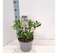 Kalmia lat. « Galaxy » - Laurier des montagnes | 25-30 cm en pot