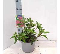 Kalmia lat. « Kaleidoskop » - Laurier des montagnes | 25-30 cm en pot