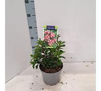 Kalmia lat. « Little Linda » - Laurier des montagnes | 25-30 cm en pot