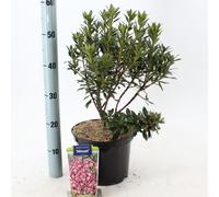 Kalmia lat. « Minuet » - Laurier des montagnes | 30-40 cm en pot