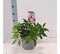 Kalmia lat. « Moyland » - Laurier des montagnes | 25-30 cm en pot
