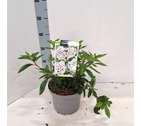 Kalmia lat. « Peppermint » - Laurier des montagnes | 25-30 cm en pot