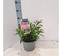 Kalmia lat. « Pinwheel » - Laurier des montagnes | 25-30 cm en pot