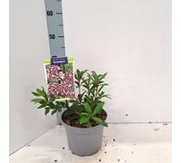 Kalmia lat. « Schokra » - Laurier des montagnes | 25-30 cm en pot