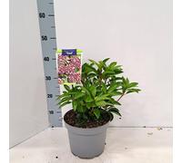 Kalmia lat. « Tad » - Laurier des montagnes | 25-30 cm en pot