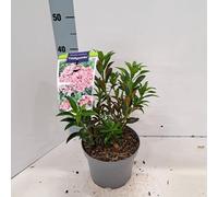 Kalmia lat. « Tiddlywinks » - Laurier des montagnes | 25-30 cm en pot