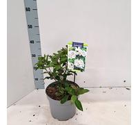 Kalmia lat. « Zebulon » - Laurier des montagnes | 25-30 cm en pot