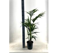 Kentia Palm - Howea Forsteriana - 100-110cm - Ø21cm - Plante d'intérieur - Vert persistant