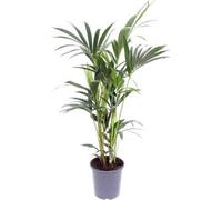 Kentia - palmier - Howea forsteriana - plante d'intérieur - Ø17cm - Ø75cm