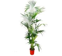 Kentia - Palmier - Howea forsteriana - Plante d'intérieur - 200cm - Ø24cm
