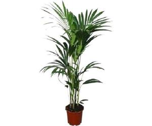 Kentia - Palmier (Howea forsteriana) - Plante d'intérieur - Ø22cm - 120cm de