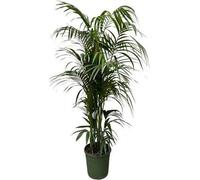 Kentia - Palmier - Howea forsteriana - Plante d'intérieur 230cm - Ø38cm