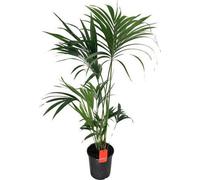Kentia - Palmier Howea Forsteriana - Plante d'intérieur Ø24cm Ø130cm verte en