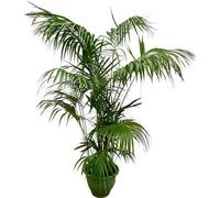 Kentia - Palmier - Howea forsteriana - Plante d'intérieur 260cm - Ø35cm - XXL