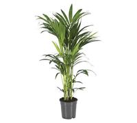 Kentiapalme (Howea forsteriana), 110 cm, facile d'entretien