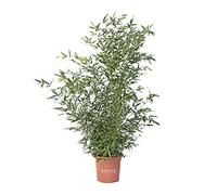 KENTIS - Bambusa Phyllostachys Bissetii - Bambou Plante Verte d’éxterieur - Plante de Haie - H 170-200 cm Pot de Ø 24 cm
