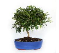 KENTIS - Bonsaï Zanthoxylum Piperitum - Bonsai Poivre du Sichuan - Naturelles Plantes pour Intérieur et Extérieur - H 30-40 cm Pot Ø 26 cm