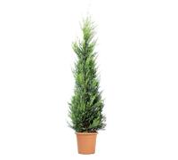 KENTIS - Cupressocyparis Leylandii Castlewellan Gold - Cyprès de Leyland jaune - Véritable Haie d'Extérieur - H 200/220 cm Ø 30 cm