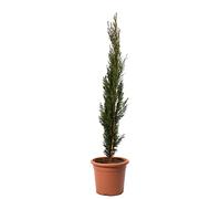 KENTIS - Cupressus Sempervirens Totem - Cyprès Plante de haie persistante (Ø 18 cm)