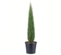 KENTIS - Cupressus Sempervirens Totem - Cyprès Plante de haie persistante - H 80-90 cm Ø 20 cm