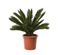 KENTIS - Cycas Revoluta avec Décoration de Vase en Jute - Palmier nain - Plantes d'Extérieur et d'Intérieur - Plantes Vraies Naturelles - H 60-80 cm Pot Ø 24 cm avec Jute