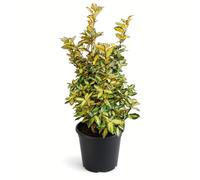 KENTIS - Eleagnus Ebbingei - Vraies Plantes d'Extérieur Sempervirens et Résistantes - H 70-80 cm Ø 24 cm
