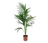 KENTIS - Howea Forsteriana Kentia - Palmier - Vraies Plantes d'Intérieur - H 100-120 cm Pot de Ø 20 cm