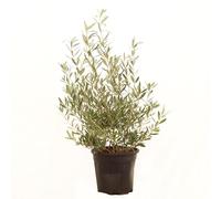 KENTIS - Olea Europea Cipressino - Olivier - Vraies plantes fruitières d'extérieur - Olivier de jardin persistant - H 80-100 cm Pot Ø 24 cm