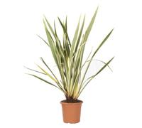 KENTIS - Phormium Tenax Variegatum - Plantes d'Extérieur Résistantes - H 100-120 cm Pot de Ø 24 cm