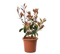 KENTIS - Photinia × Fraseri Red Robin - Plantes de Haie Sempervirentes - Vraies Plantes d'Extérieur Résistantes - H 40-50 cm Pot de Culture Ø 18 cm