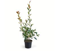 KENTIS - Photinia × Fraseri Red Robin - Plantes de Haie Sempervirentes - Vraies Plantes d'Extérieur Résistantes - H 70-80 cm Ø 20 cm