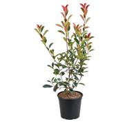 KENTIS - Photinia × Fraseri Red Robin - Plantes de Haie Sempervirentes - Vraies Plantes d'Extérieur Résistantes (Ø 20 cm, PHOTINIA x fraseri DYNAMO RED®)