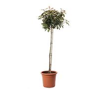 KENTIS - Photinia × Fraseri Red Robin - Plantes de Haie Sempervirentes - Vraies Plantes d'Extérieur Résistantes - 1/2 Tige Pot Ø 30 cm