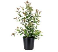 KENTIS - Photinia × Fraseri Red Robin - Plantes de Haie Sempervirentes - Vraies Plantes d'Extérieur Résistantes - H 95-105 cm Ø 24 cm