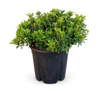KENTIS - Pittosporum Tobira Nain - Plantes de Haie - Plantes Vraies d'Extérieur - Plante Résistante H 40-50cm Ø 20 cm