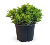 KENTIS - Pittosporum Tobira Nain - Plantes de Haie - Plantes Vraies d'Extérieur - Plante Résistante - H 40-50cm Ø 24 cm