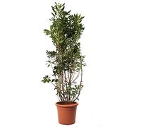 KENTIS - Pittosporum Tobira - Plantes de Haie - Plantes Vraies d'Extérieur - H 125-150 cm Pot de Ø 30 cm